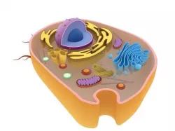 Animal Cell 3D model