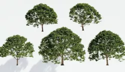 Ash trees 3D model