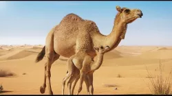 Camel Adult and Baby Animated 3D model