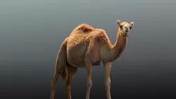 Camel Animated  3D model