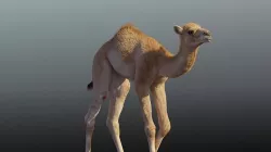 Camel Baby Animated  3D model