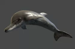 Dolphin 3D model