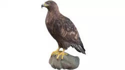 Golden Eagle Low-poly 3D model