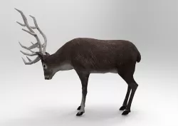 Gray Deer Rigged  Low-poly 3D model