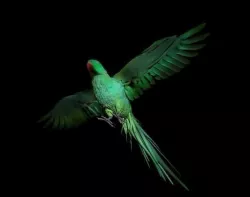 Green Parrot 3D model