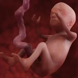 Human Fetus 3D model