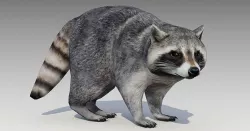 Raccoon Animated Low-poly 3D model