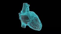 Realistic Human Heart 3D model