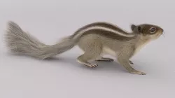 Squirrel 3D model