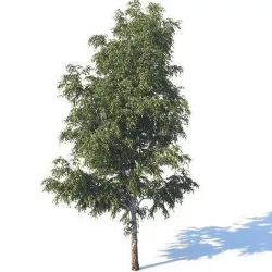 Summer white birch 18 meters 3D model