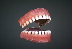 Teeth Low-poly 3D model