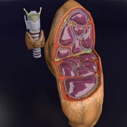 Thyroid anatomy microscopic larynx trachea 3D model