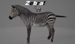 Zebra  3D model