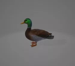 3d duck 3D model