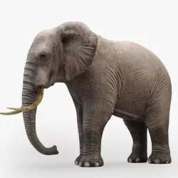 3D Rigged Elephant model Low-poly 3D model