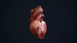 Animated Heart Low-poly 3D model