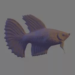Betta Fish 3D model