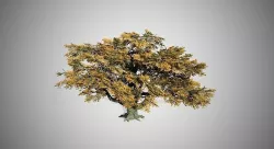 Big Leaf Maple Fall Tree Low-poly 3D model