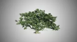 Big Leaf Maple Tree Low-poly 3D model