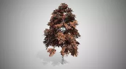 Black Gum Fall Tree Low-poly 3D model