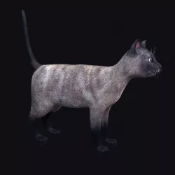 Cat siamese Low-poly 3D model