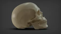 Caucasian Male Skull 3D model