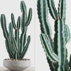 Cereus Peruvianus In A Concrete Pot 3D model