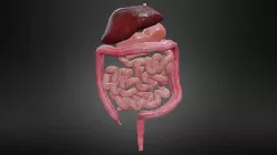 Digestive system Low-poly 3D model