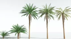 EVERYPlant African Oil Palm EXT --24 Models-- 3D model
