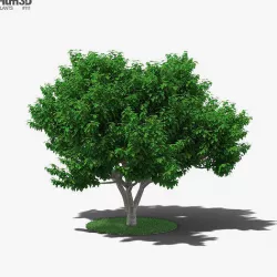 Fig Tree 3D model
