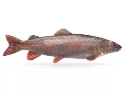 Fish model 3D model