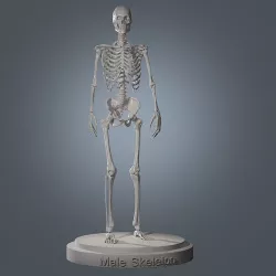 Human Skeleton Base Mesh Low-poly 3D model