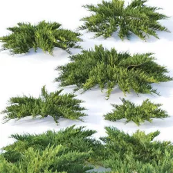 Juniperus sabina Nr1  Five bushes 3D model