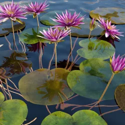 Nymphaea rubra - Waterlily -Velutha ambal 01 3D model