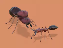Odontomachus ant and Atta ant 3D model