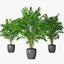 Palm 16 3D model