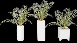 Palm tree with pots 3D model