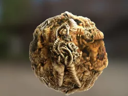 PBR Material Texture set 043 Alien Organic Tentacles Cave Texture
