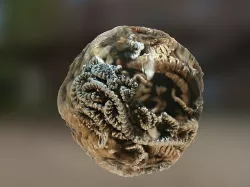 PBR Material Texture set 047 Alien Organic Tentacles Texture