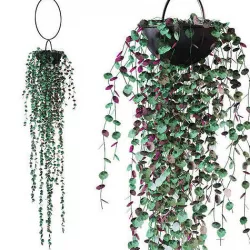 Plant in a hanging planter 3D model