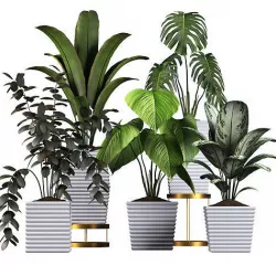Plants collection 3 3D model