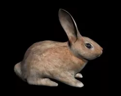 Rabbit 3D model