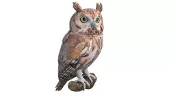 Screech Owl Low-poly 3D model
