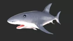 Shark Low-poly 3D model
