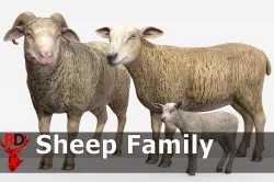 SHEEP FAMILY Low-poly 3D model