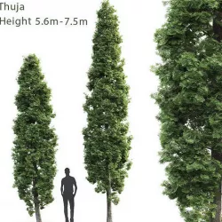 Thuja 02 3D model