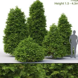 Thuja 03 3D model