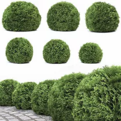 Thuja Danica 3D model