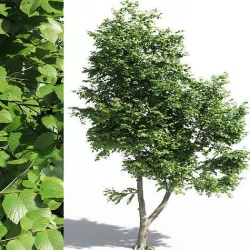 Tilia europaea 2 3D model