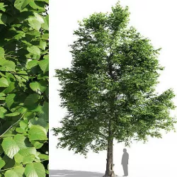 Tilia europaea 3D model